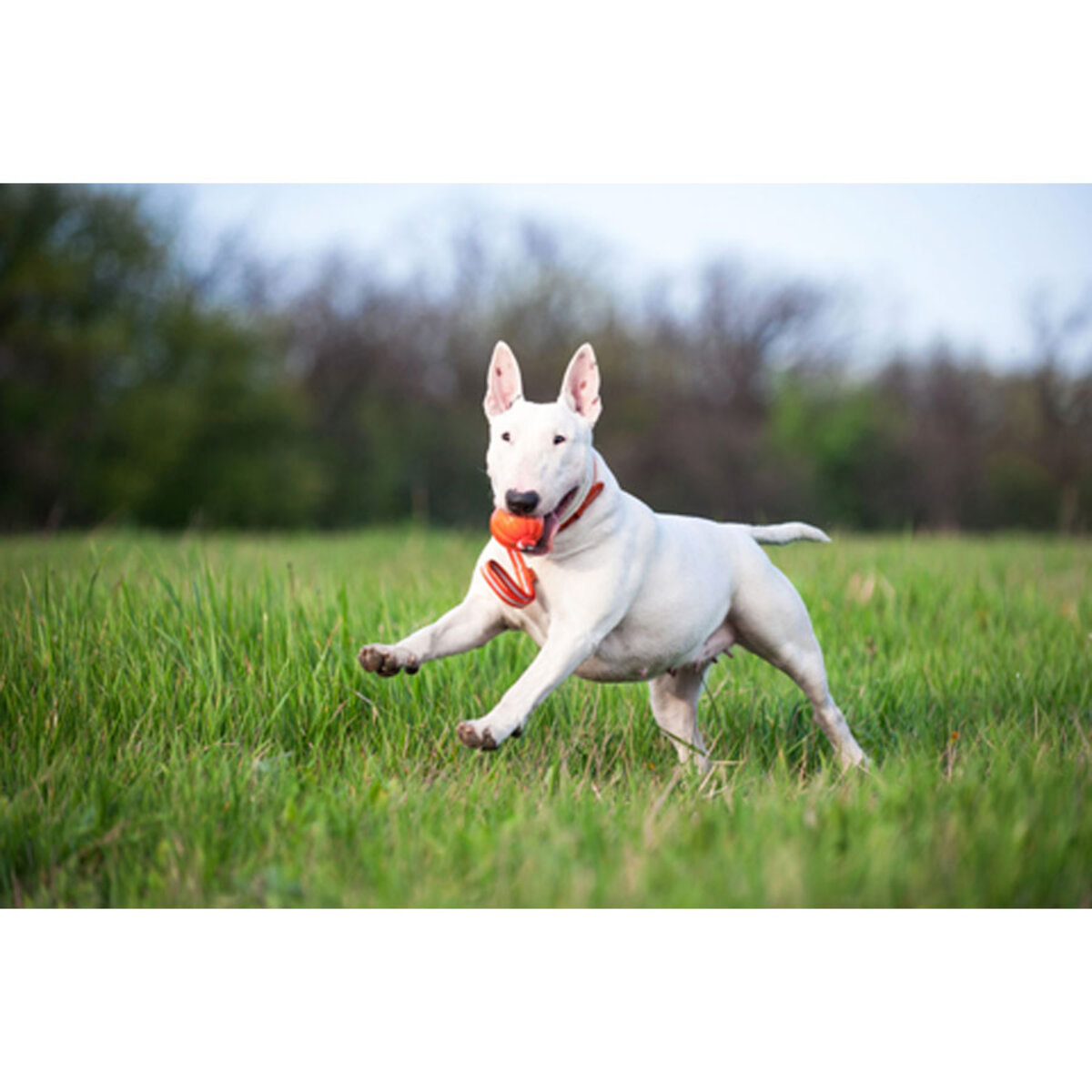 LIKER Line 7 – piłka na taśmie dla psów – średnica 7cm