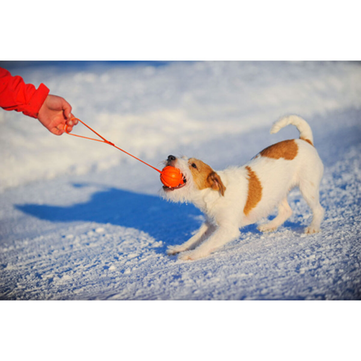 LIKER Line 5 - piłka na taśmie dla psów - średnica 5cm