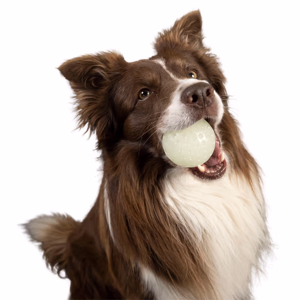 Kiwi Walker Let's Play and Glow UV Ball MAXI - duża piłka dla psa, świecąca w ciemności
